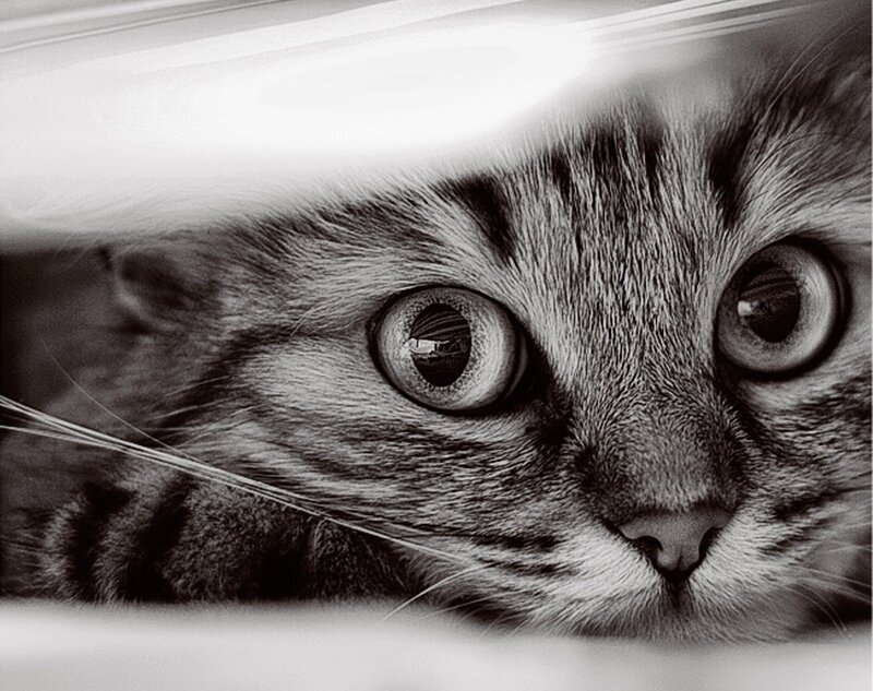 cat peeking from under fabric