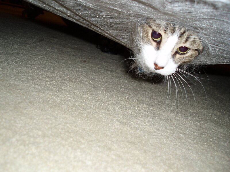 cat peeking from under furniture