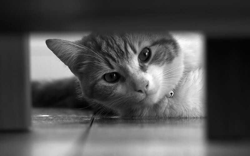 cat peeking from under furniture