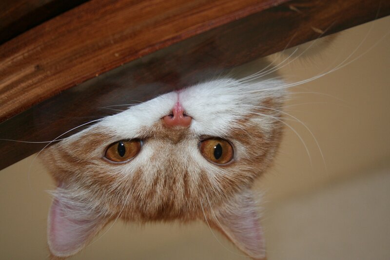 cat peeking from under furniture