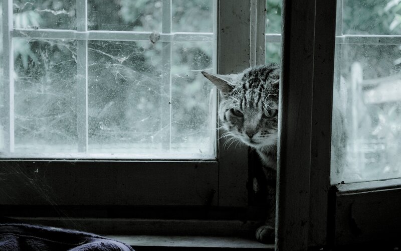 cat peeking from window