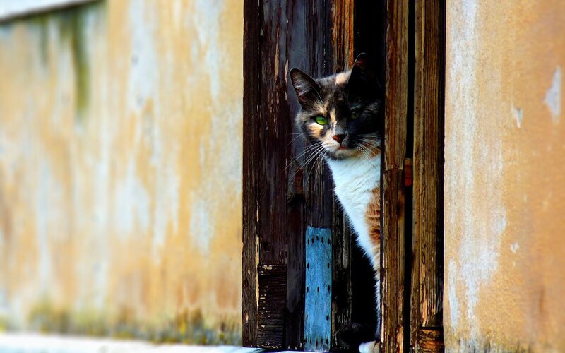 cat peeking from wooden door