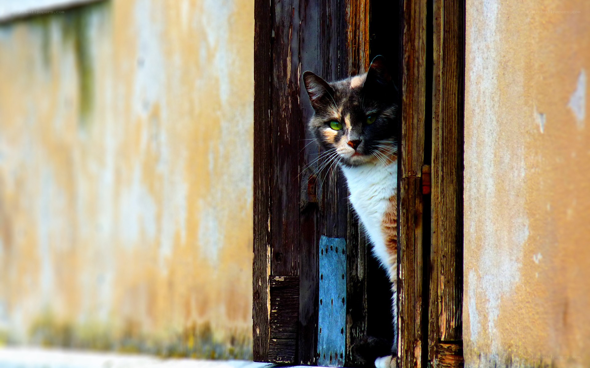 cat peeking from wooden door