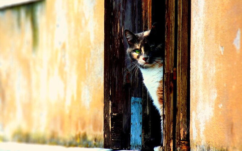 cat peeking from wooden door