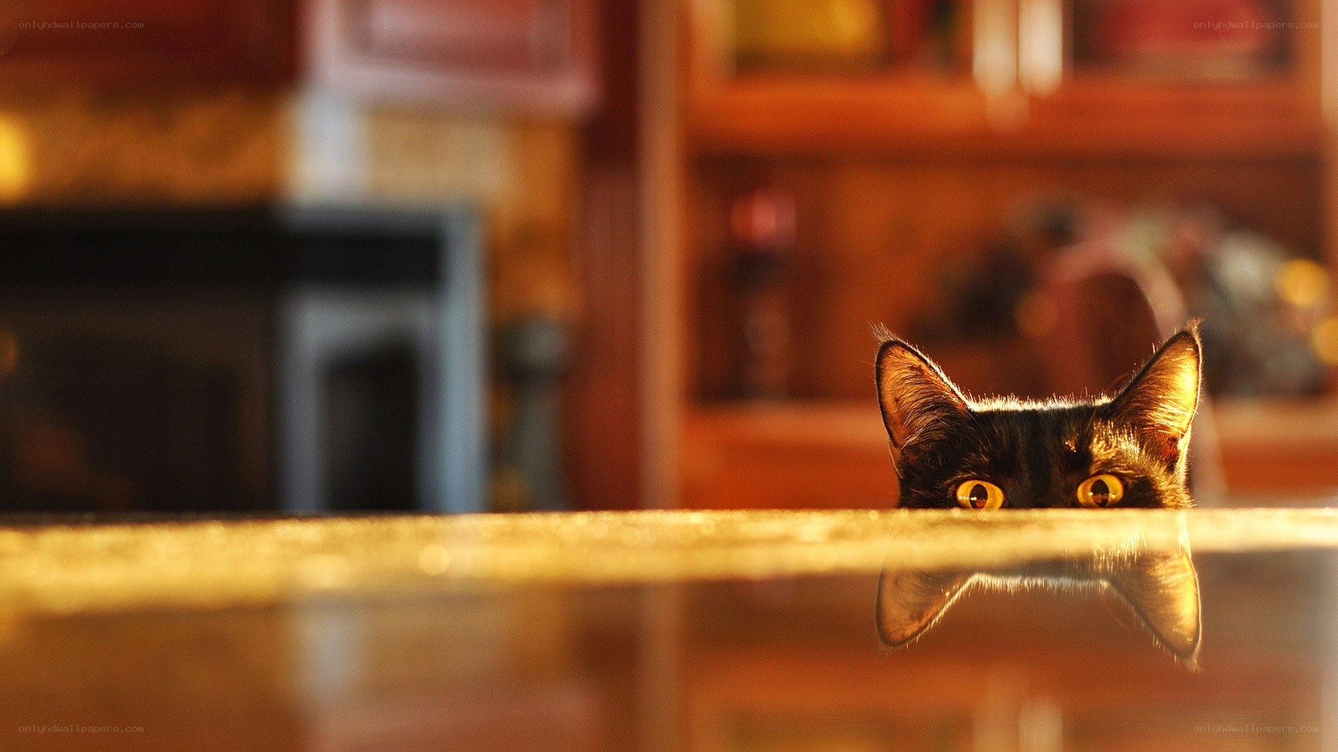 cat peeking over a counter