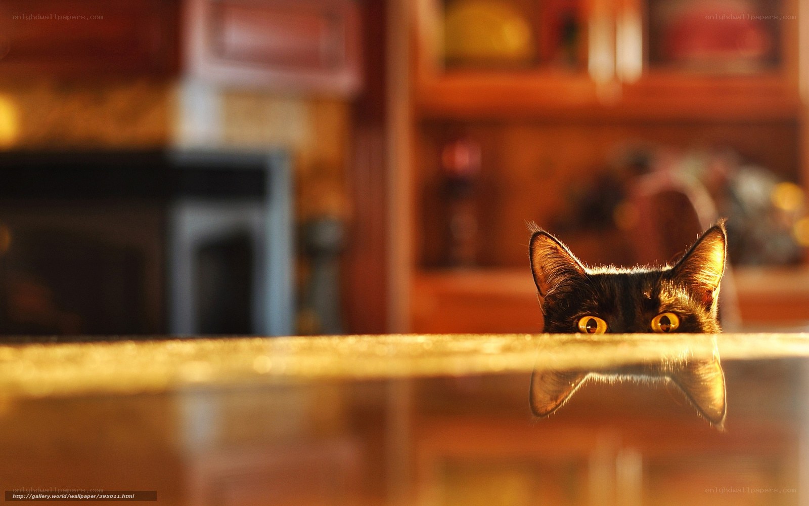cat peeking over a counter