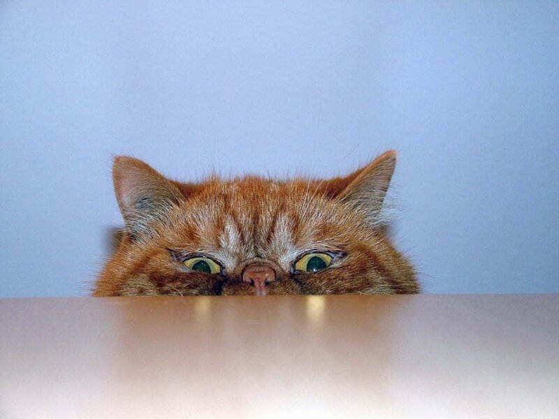 cat peeking over a surface