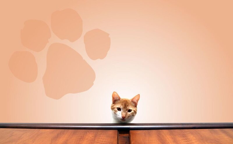 cat peeking over a table