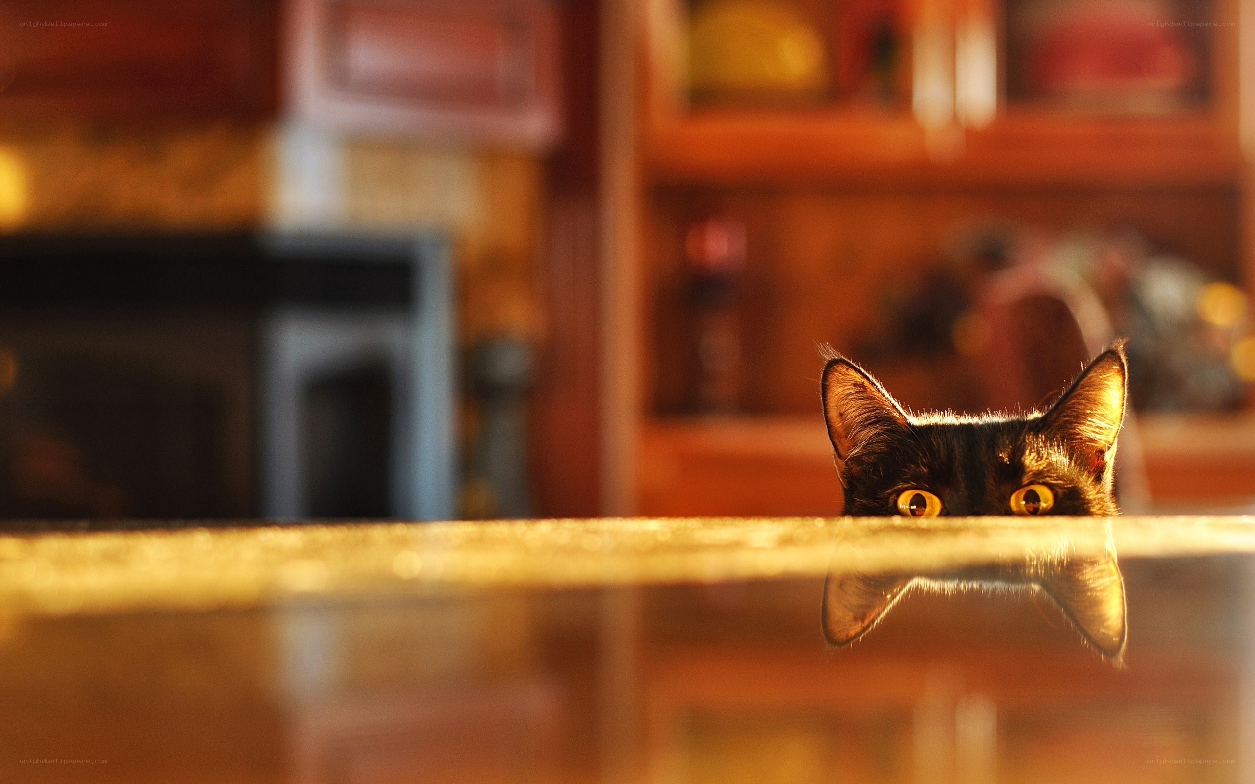 cat peeking over a table