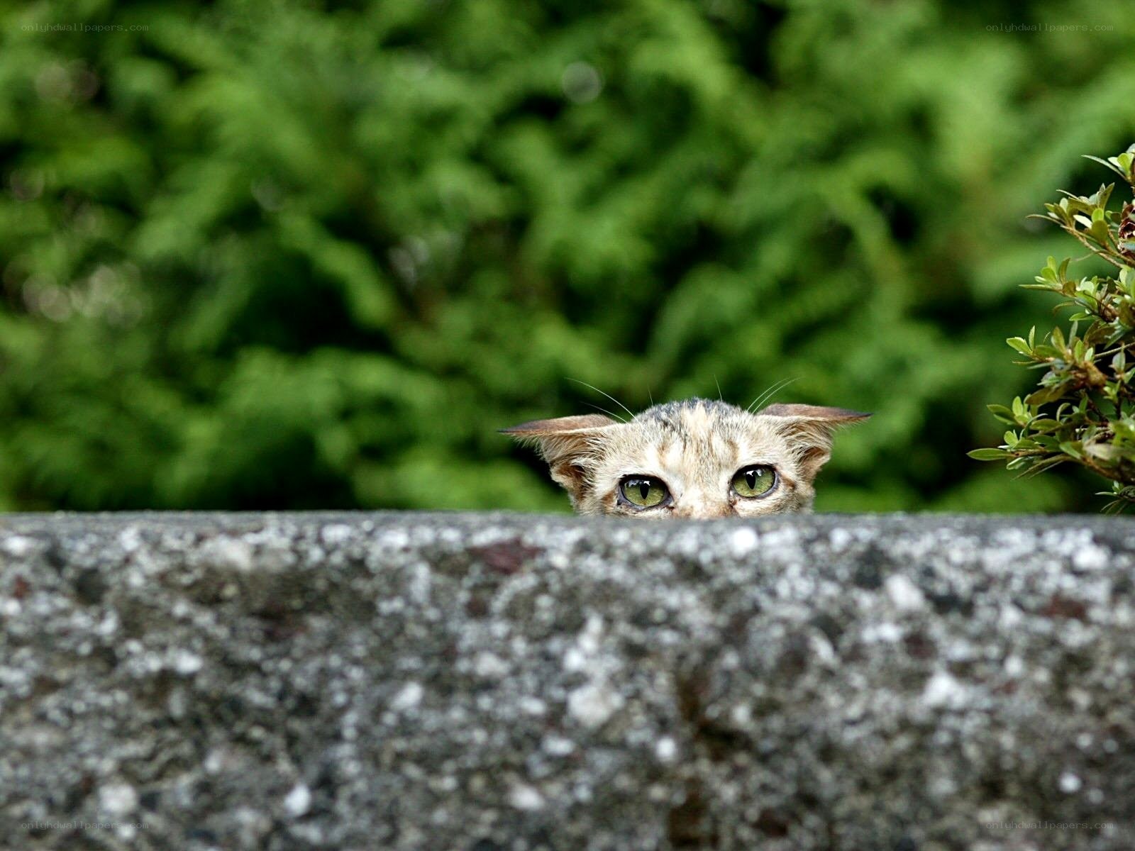 cat peeking over a wall