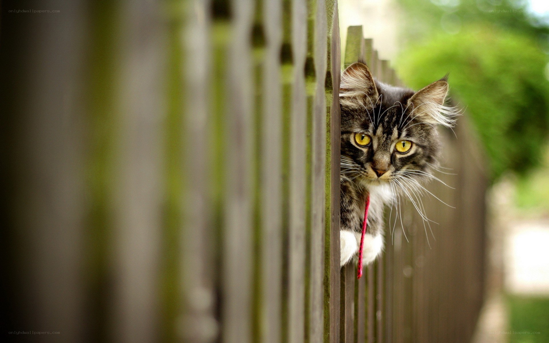 cat peeking over fence