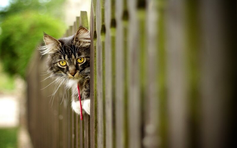 cat peeking over fence