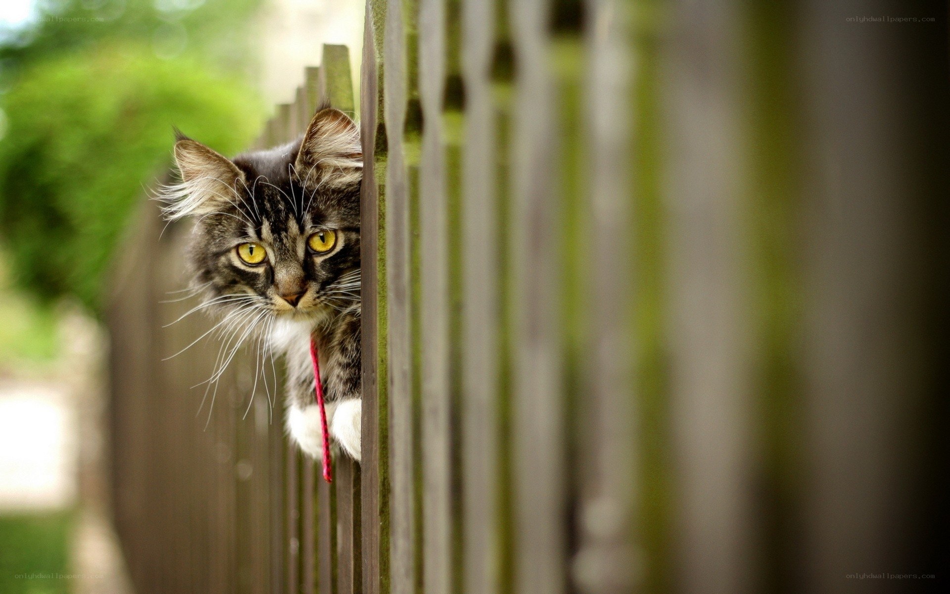 cat peeking over fence