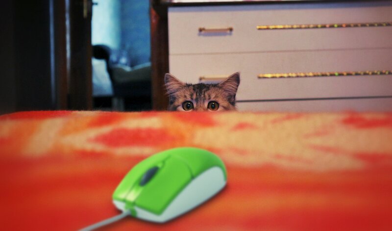 Cat Peeking over Surface — Red