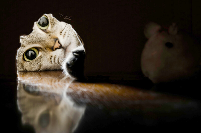 Cat Peeking over Surface