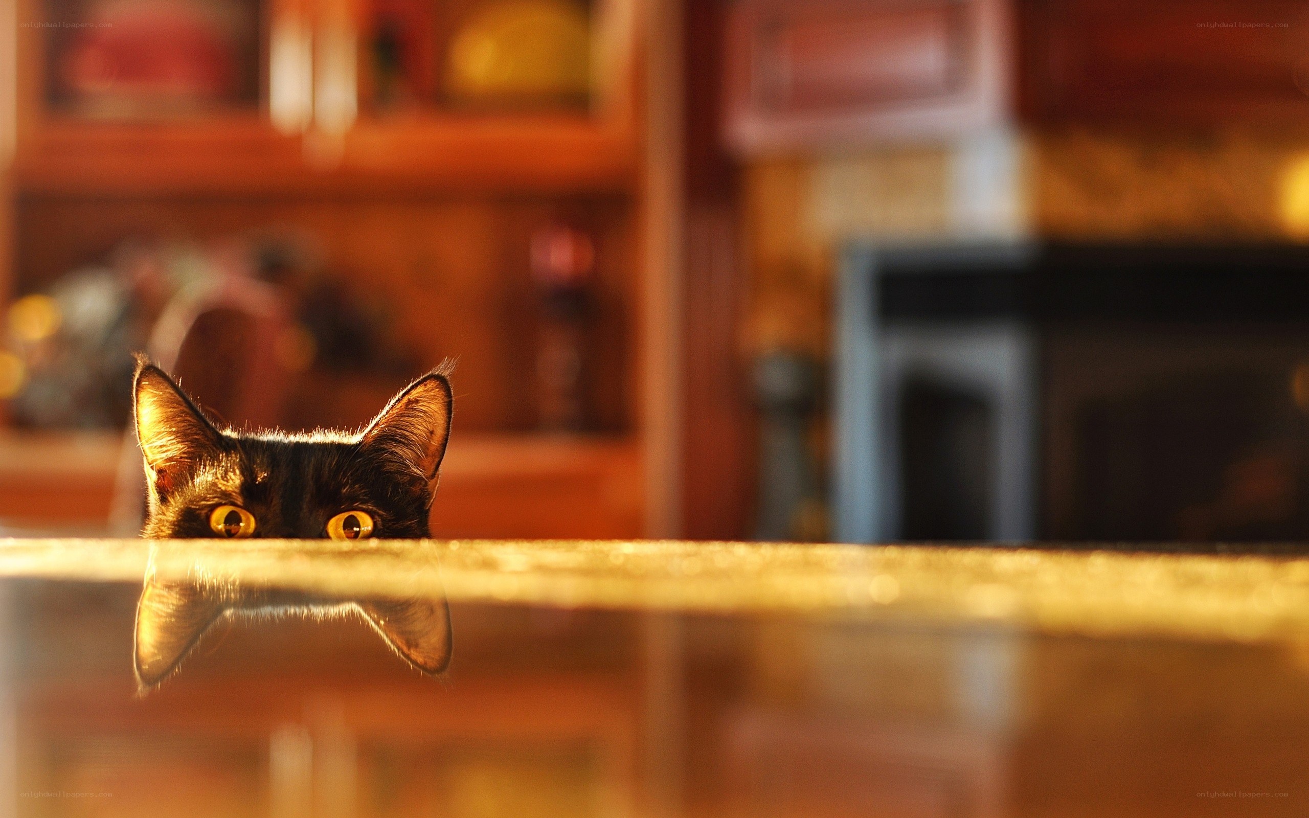 cat peeking over table