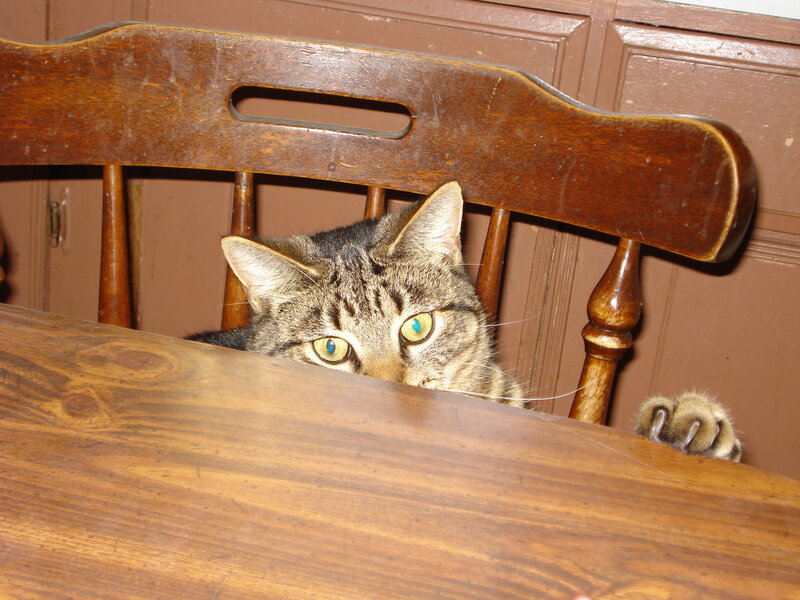 cat peeking over table