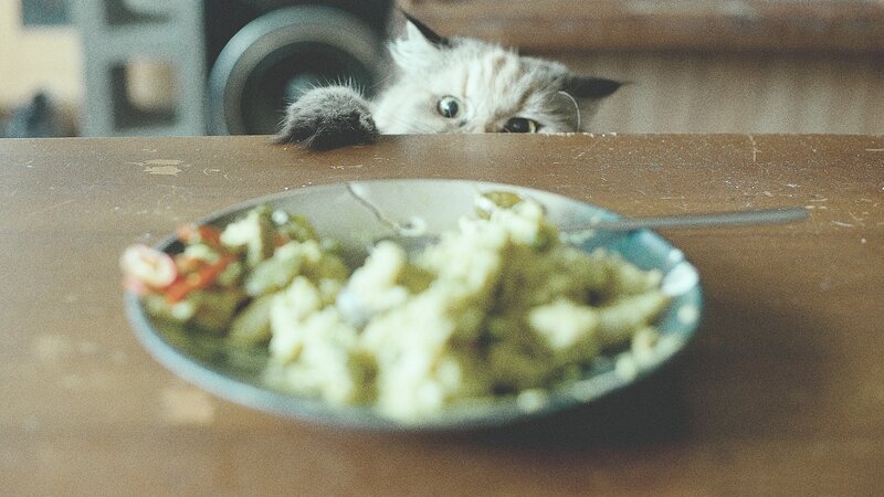 Cat Peeking over Table — Brown, Curious