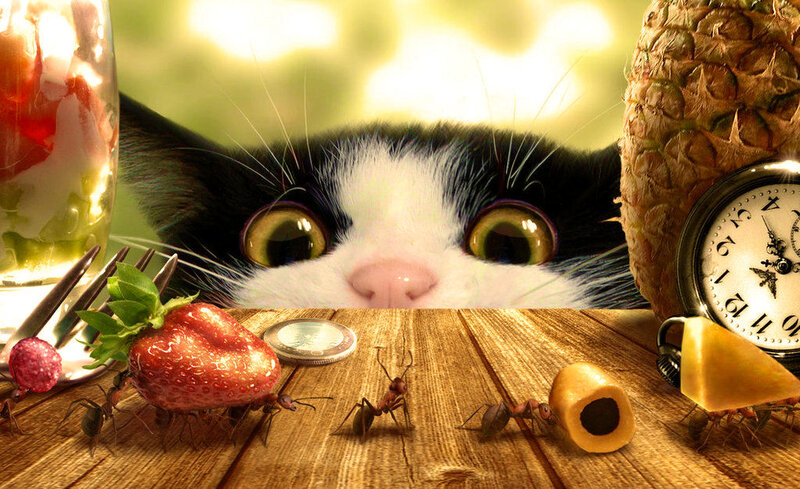 Cat Peeking over Table — Brown