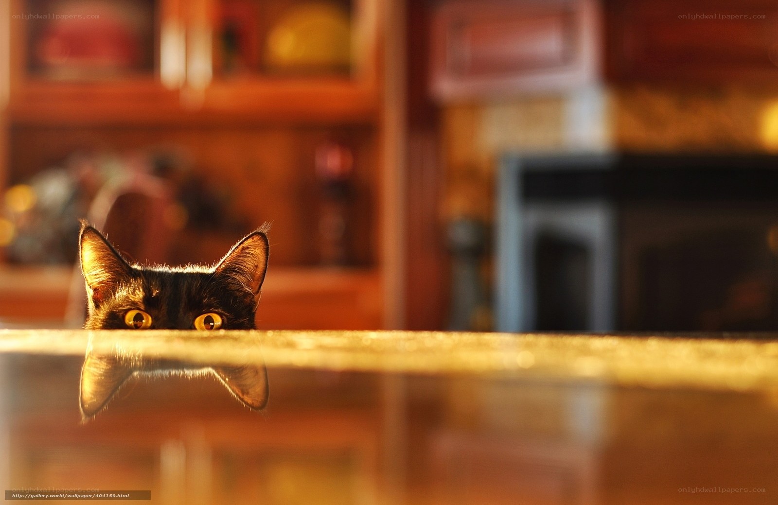 cat peeking over table