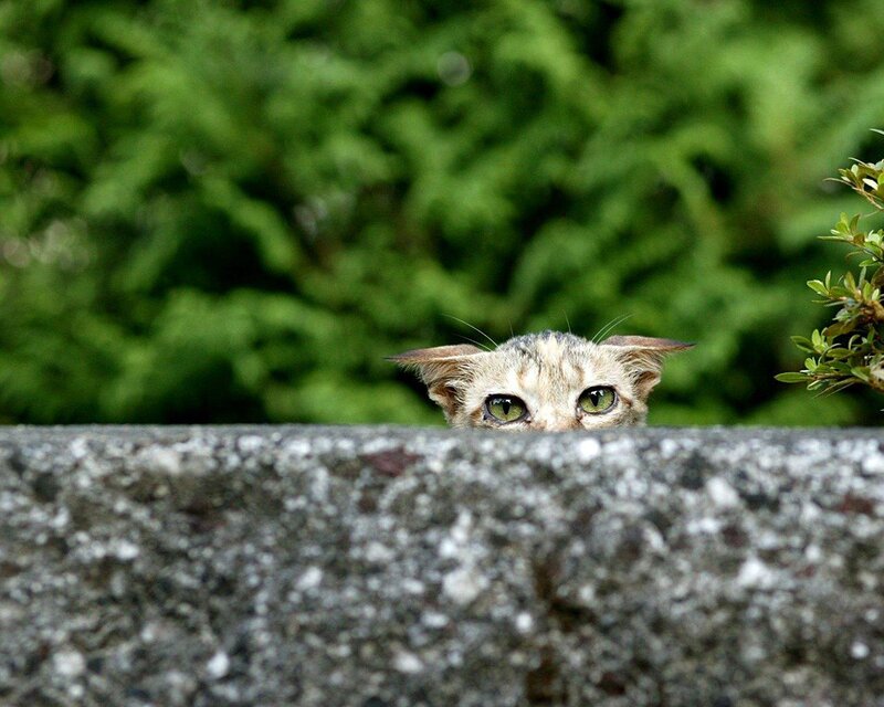 Cat Peeking over Wall