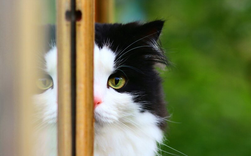 cat peeking through a fence