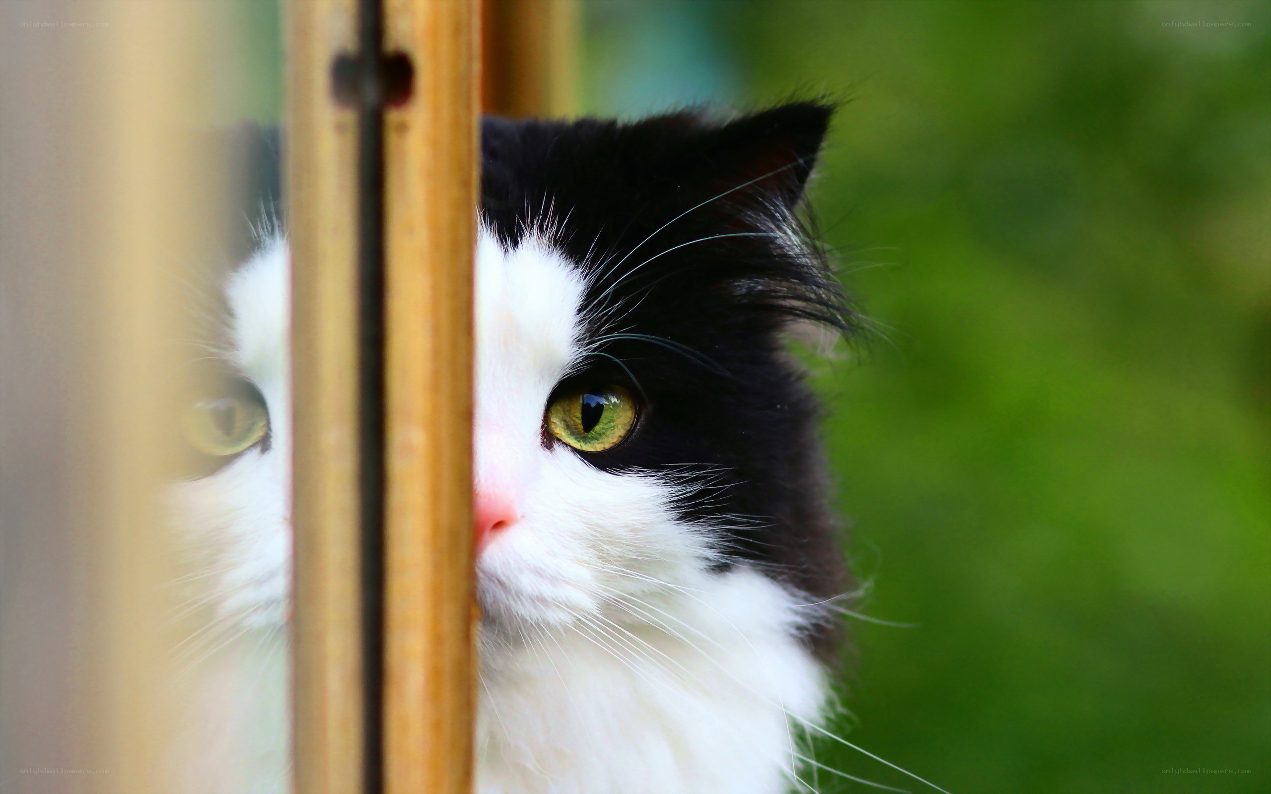 cat peeking through a fence