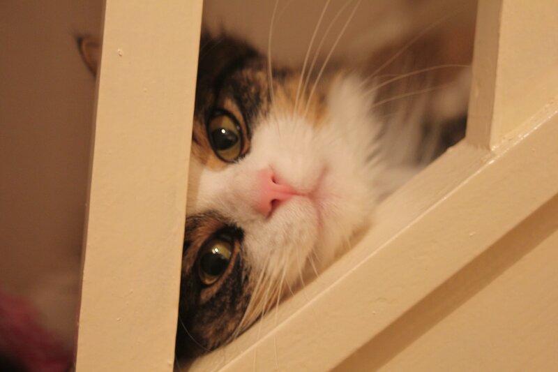 cat peeking through a gap