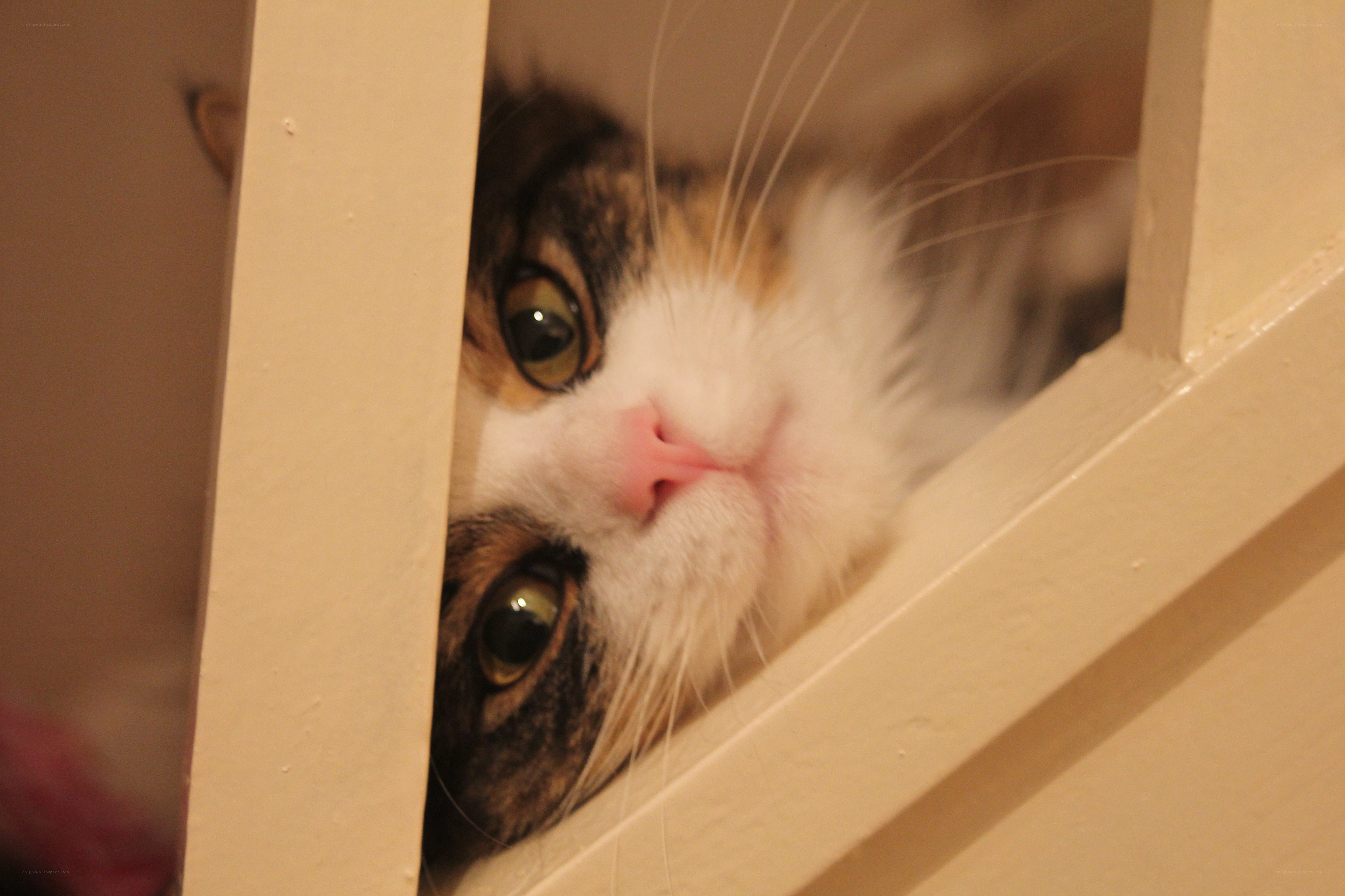 cat peeking through a gap