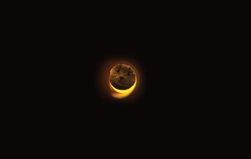 cat peeking through a hole