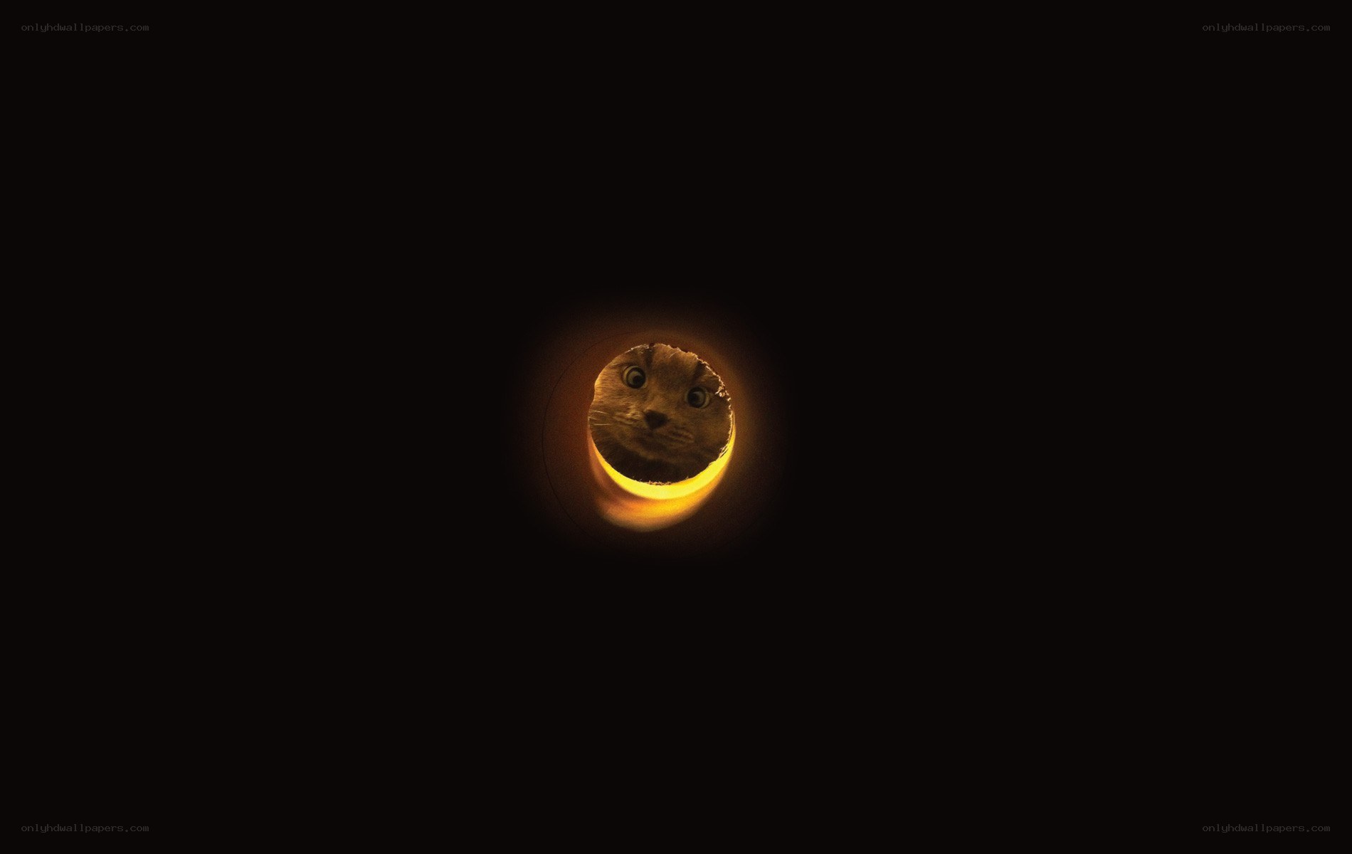 cat peeking through a hole