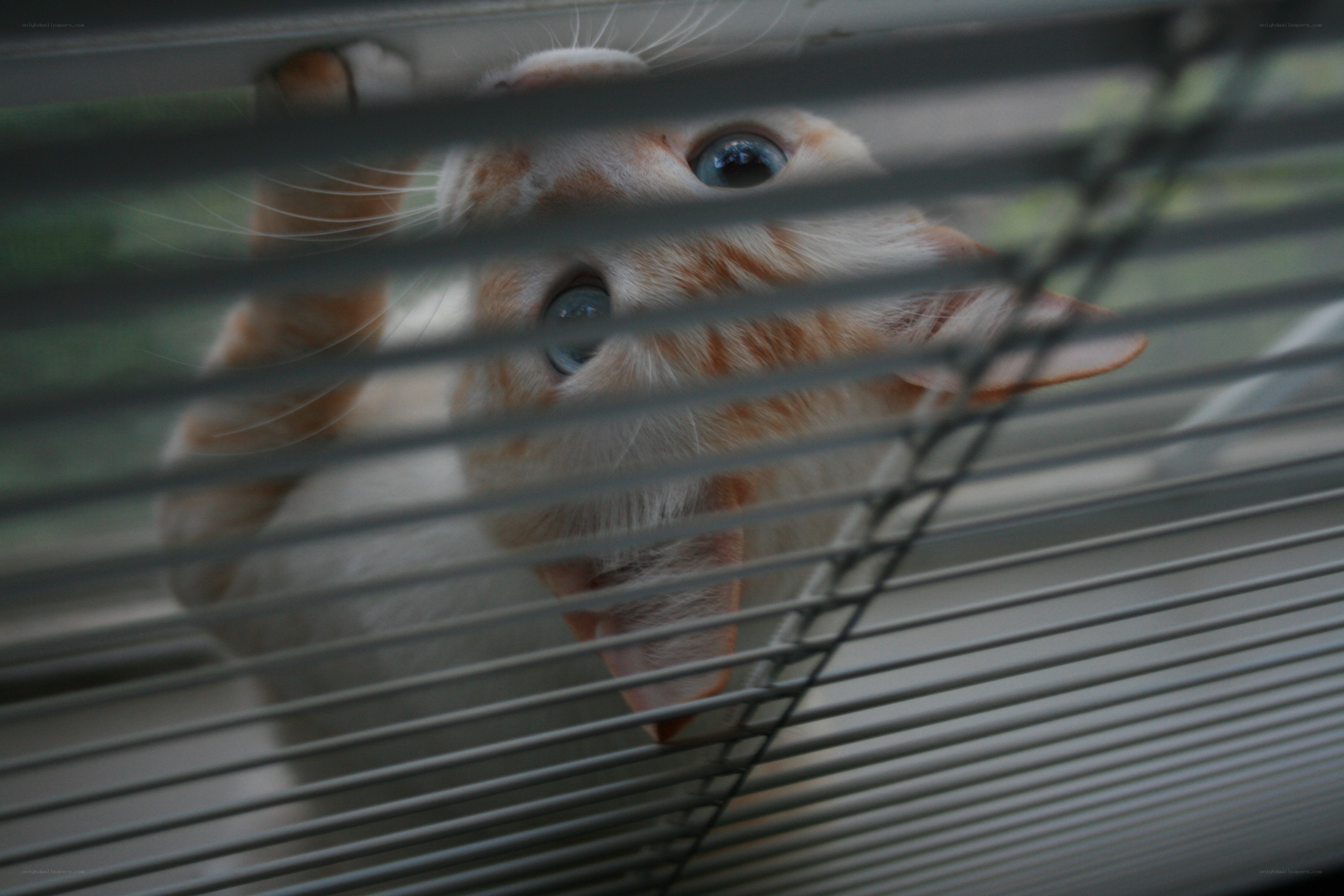 cat peeking through blinds