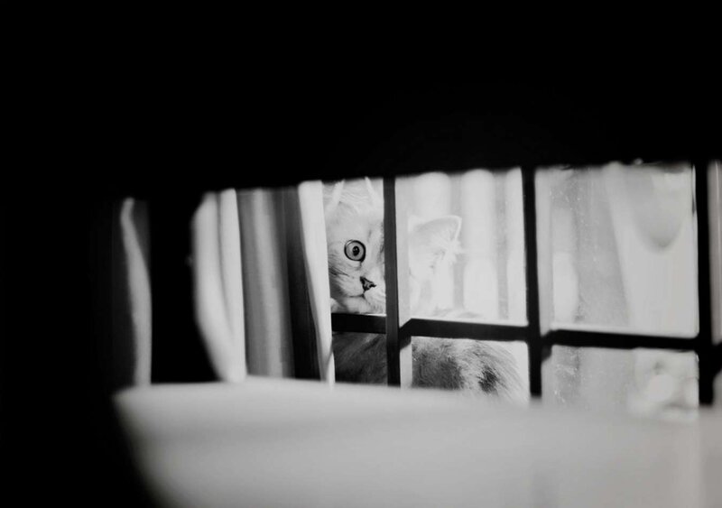 Cat Peeking Through Blinds — Black