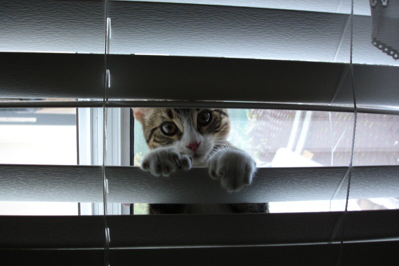 cat peeking through blinds