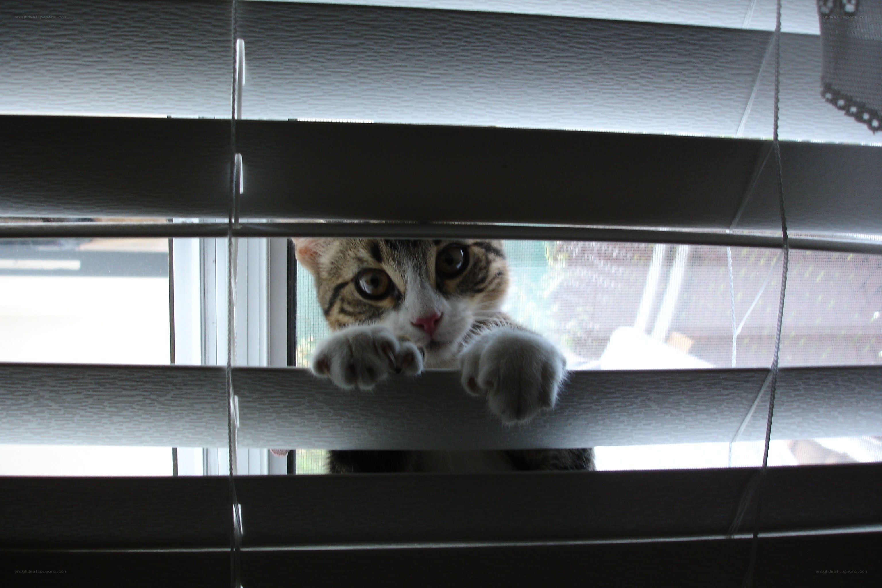 cat peeking through blinds
