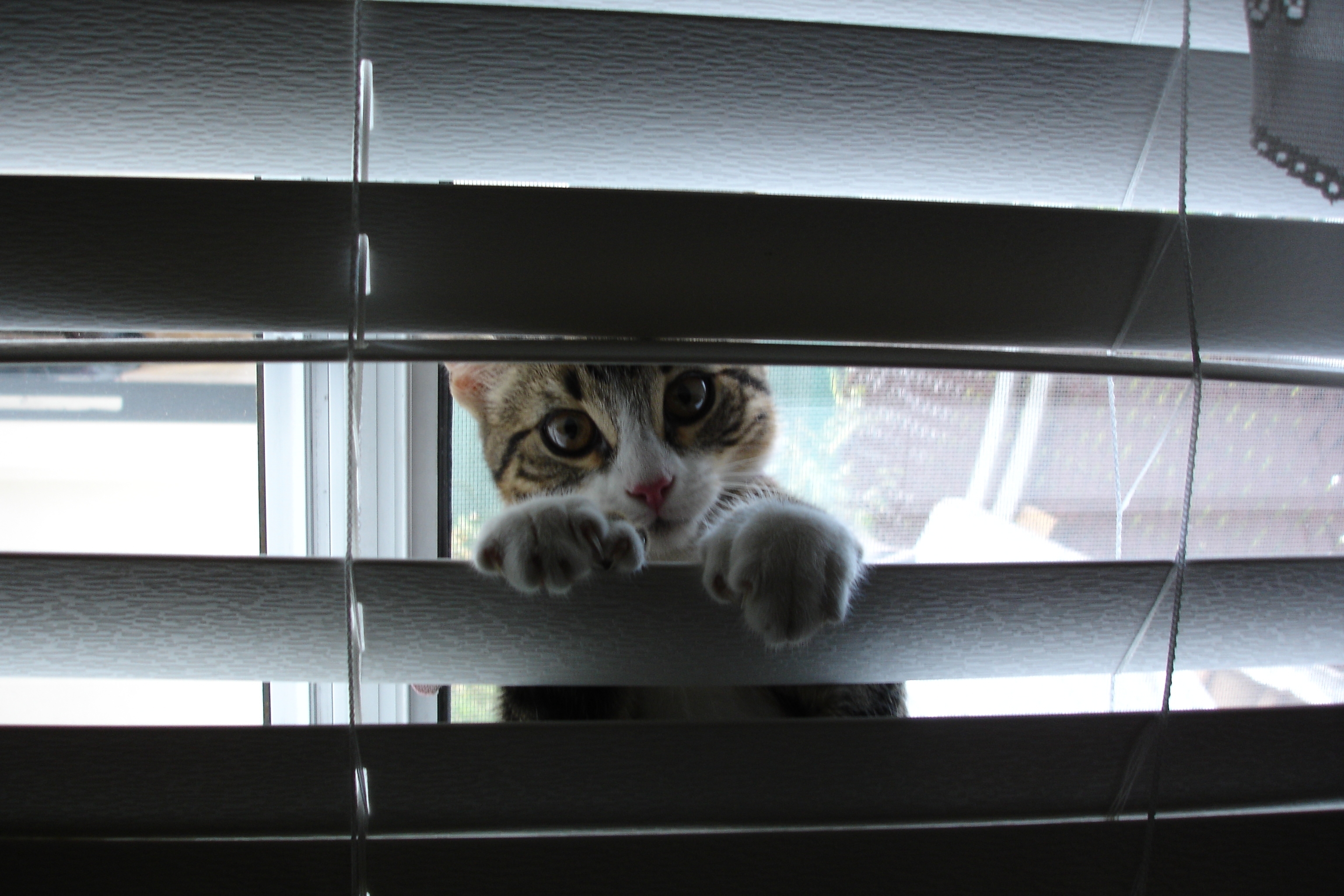 cat peeking through blinds