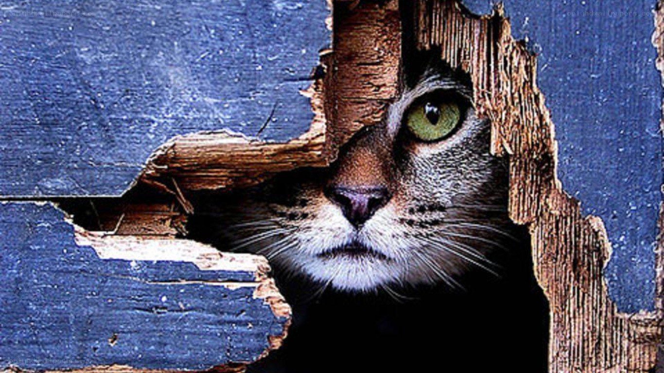 cat peeking through broken wood