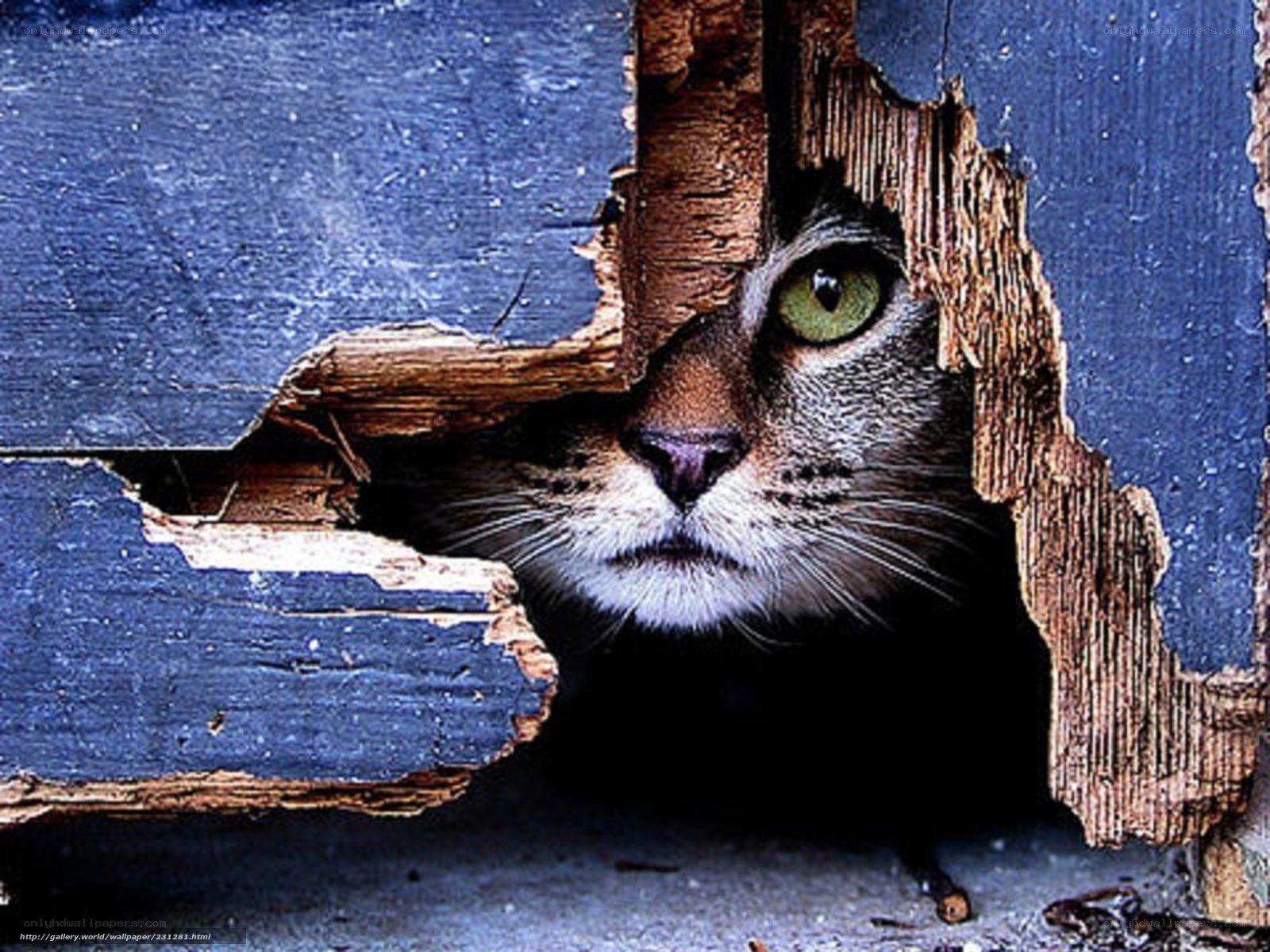 cat peeking through broken wood