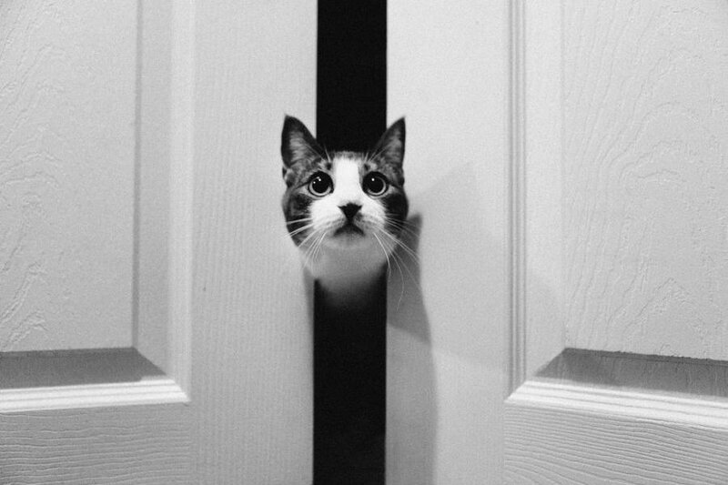 Cat Peeking Through Door — Black