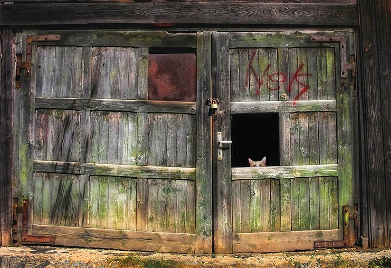 Cat Peeking Through Door — Green