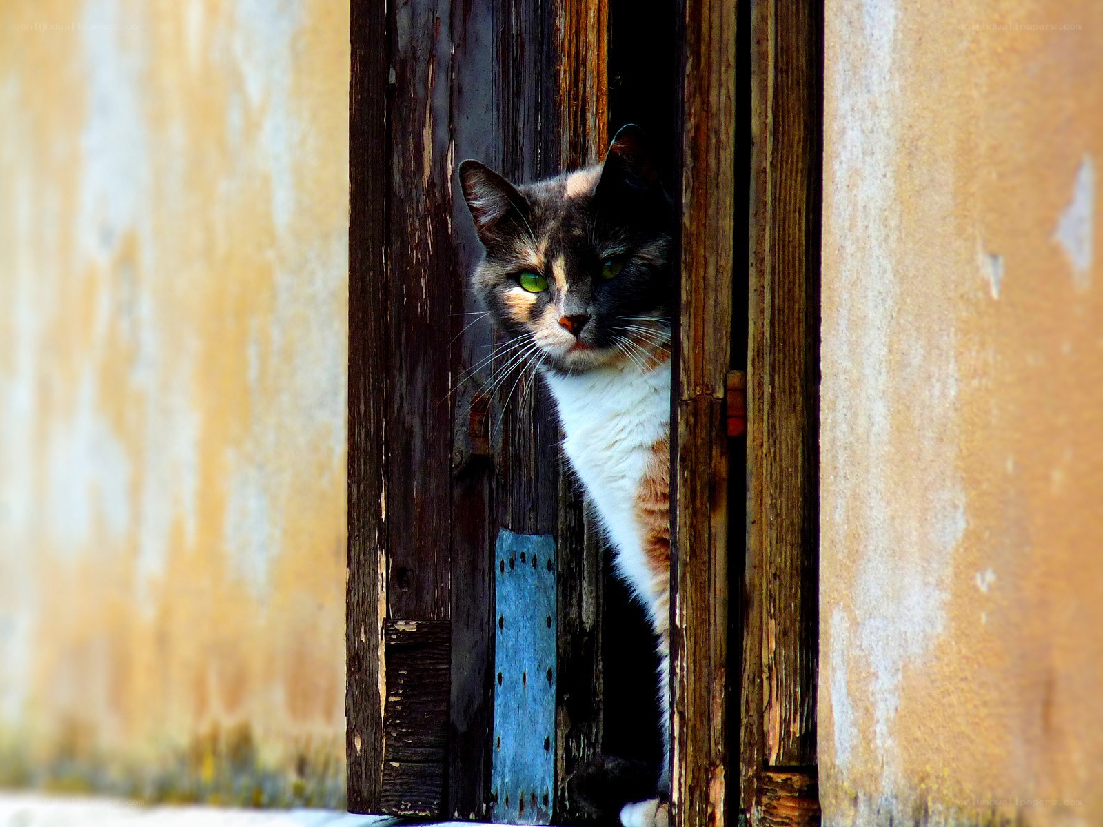 cat peeking through door
