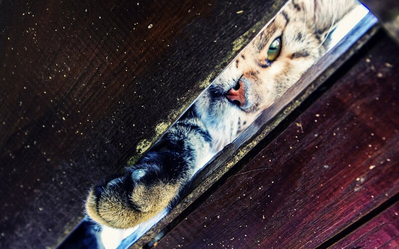 Cat Peeking Through Gap