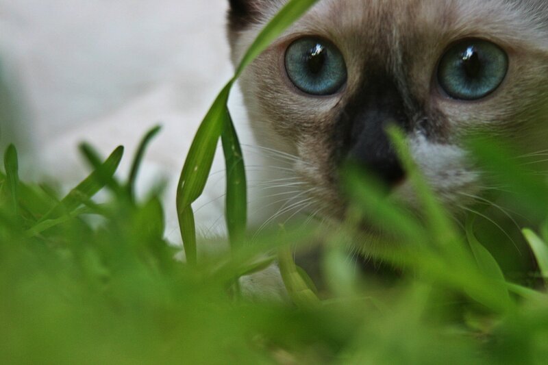 cat peeking through grass