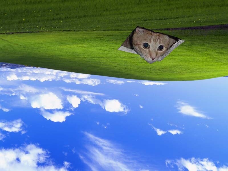 cat peeking through grass