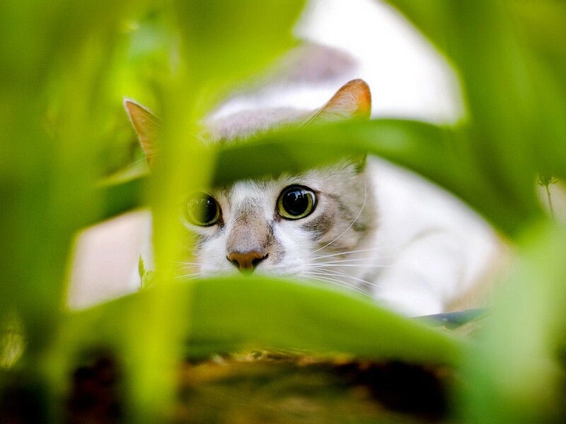 cat peeking through green leaves