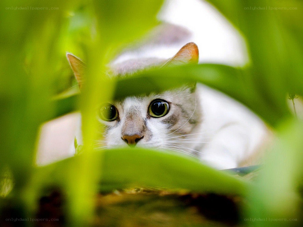 cat peeking through green leaves