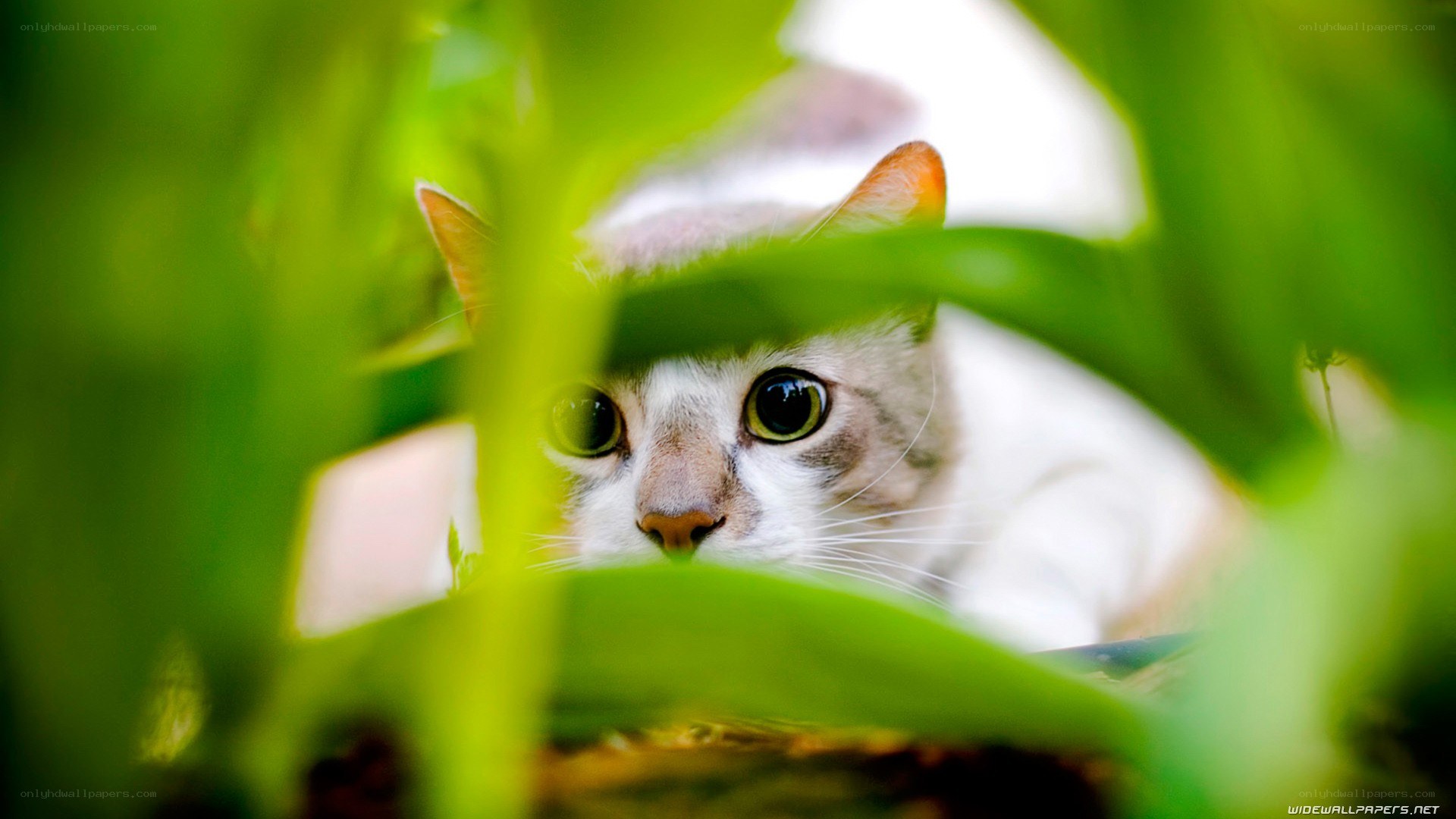 cat peeking through green leaves