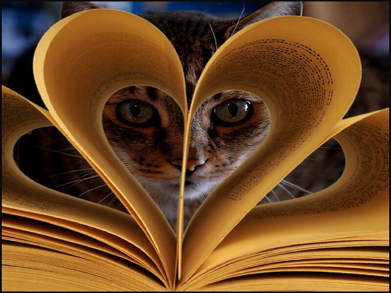 cat peeking through heart-shaped book