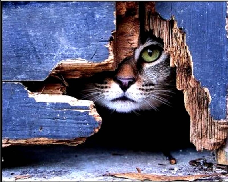 Cat Peeking Through Hole — Blue, Curious, Photograph