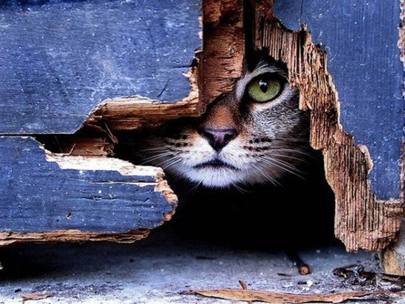 Cat Peeking Through Hole — Blue, Curious, Photograph, Wooden Door